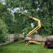 Best Tree Disease Treatment  in Logan, UT