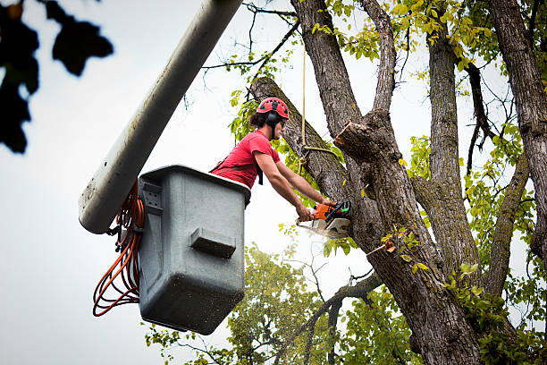 Leaf Removal in Logan, UT